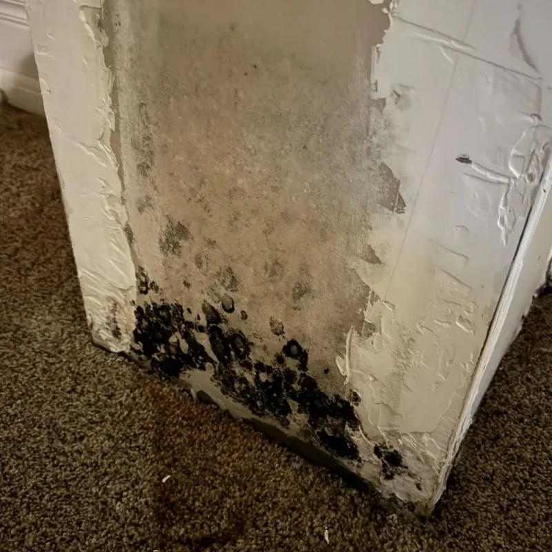 Professional Mold Removal in Perquimans County, NC